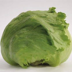 Sałata Times 5000 nasion Primed Pellets ST